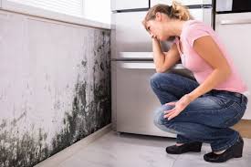 Professional Mold Inspection in Tarentum, PA